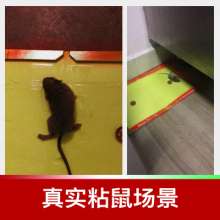 Dachau Powerful Sticky Mouse Board A1# Leading Mouse Sticker Continuous Mousetrap Factory Direct Sales
