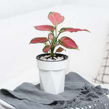 Meixuan lazy plastic flower pot. Automatic water absorption diamond-shaped Phalaenopsis small pot.